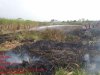 Bakar Sampah, Lahan Tebu Milik Warga di Kraguman Jogonalan Terbakar