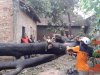 Penanganan Pohon Tumbang Dampak Hujan Deras Disertai Angin Kencang 