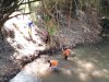 Gotong Royong Bersihkan Aliran Sungai Kuning di desa Ngemplak, kecamatan Kalikotes