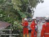Hujan Deras disertai Angin Kencang, Pohon Tumbang Menutup Akses Jalan di desa Glagah, Jatinom