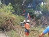 Eksekusi Rumpun Bambu Roboh ke Aliran Sungai Cino di Desa Jatipuro, Kecamatan Trucuk
