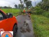 Evakuasi Pohon Tumbang Menimpa Sawah dan Menutup Akses Jalan di Desa Losari, Kecamatan Manisrenggo