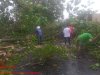Hujan Disertai Angin Kencang, Sebabkan Pohon Tumbang Menutup Akses Jalan di Desa Kwarasan Juwiring