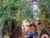 Respon Kebakaran Rumpun Bambu di Puluhan, Kecamatan Trucuk