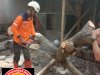 Penanganan Pohon Tumbang Menimpa Kandang Unggas di Kelurahan Gergunung, Kecamatan Klaten Utara