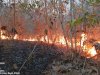 Kebakaran Hutan di Area Bukit Pertapan, Bayat. Luas Terbakar 13,8 Hektare