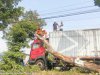 Pohon Tumbang tersangkut Bak Truk di Jl Jatinom - Boyolali, Desa Sorogaten, Kecamatan Tulung