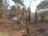 Kebakaran Lahan dan Rumpun Bambu luas terbakar 75 M2 di Desa Mundu, Kecamatan Tulung
