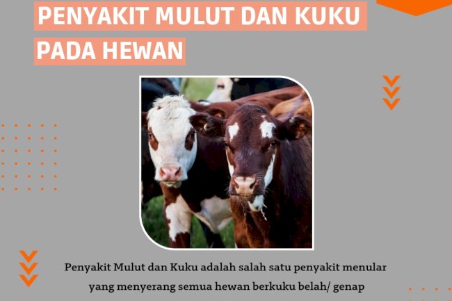 Mengenal Penyakit Mulut dan Kuku (PMK) Pada Hewan