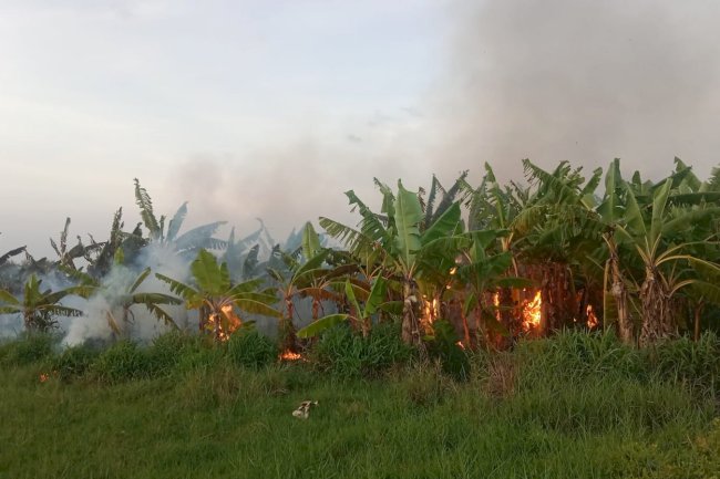 Kebakaran Lahan Pohon Pisang di Desa Gunting Kecamatan Wonosari, Akibat Puntung Rokok