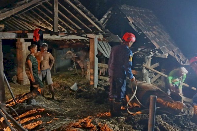 Evakuasi Kerbau Terperosok ke Kubangan di desa Sidoharjo, kecamatan Polanharjo - Klaten