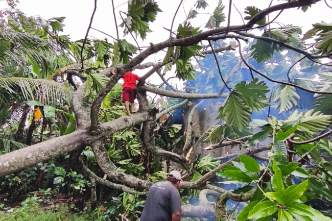Pohon Tumbang Menimpa Rumah Warga di desa Sukorejo, Kecamatan Wedi