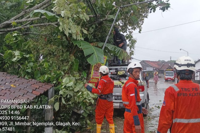 Hujan Deras disertai Angin Kencang, Pohon Tumbang Menutup Akses Jalan di desa Glagah, Jatinom