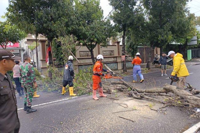 Penanganan Pohon Tumbang Menutup Akses Jalan Kopral Sayom - Karanganom, Klaten Utara