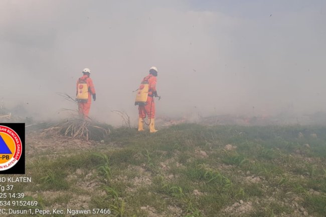 Kebakaran Lahan Tebu Seluas 500m² di Persawahan Timur Desa Pepe, Kecamatan Ngawen