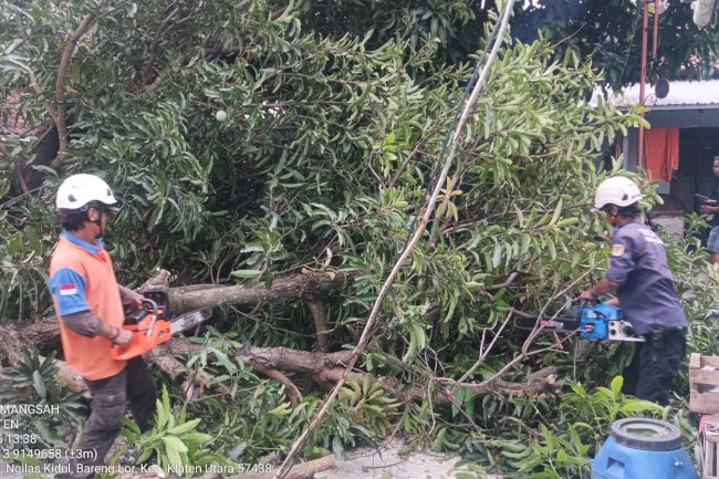 Cepat Tanggap : Penanganan Pohon Tumbang Menutup Akses Jalan di Kelurahan Barenglor, Klaten 
