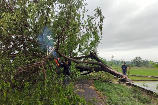 Evakuasi Pohon Tumbang Menutup Akses Jalan di Desa Jetis, Kecamatan Klaten Selatan, Akibat Hujan Deras Disertai Angin Kencang