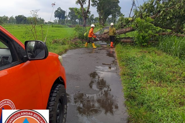 Evakuasi Pohon Tumbang Menimpa Sawah dan Menutup Akses Jalan di Desa Losari, Kecamatan Manisrenggo