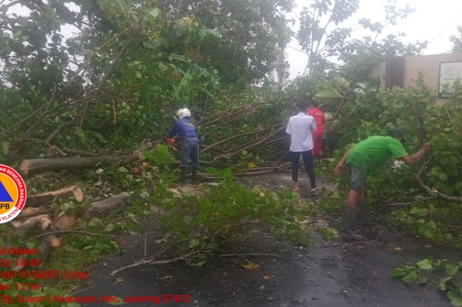 Hujan Disertai Angin Kencang, Sebabkan Pohon Tumbang Menutup Akses Jalan di Desa Kwarasan Juwiring