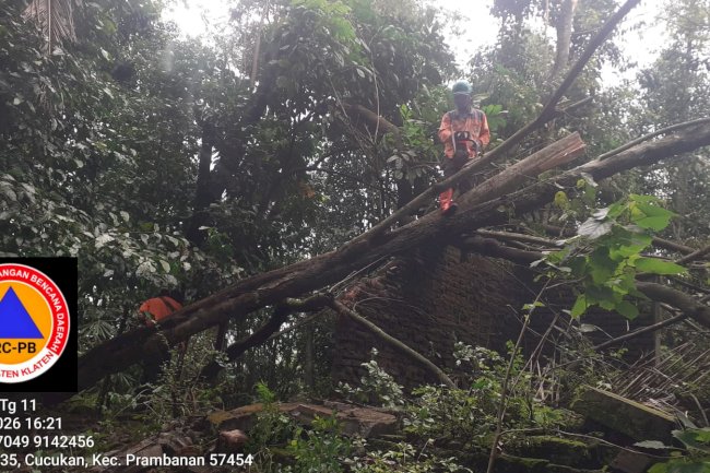 Eksekuasi Pohon Tumbang Menimpa Atap Rumah di Desa Cucukan, Prambanan