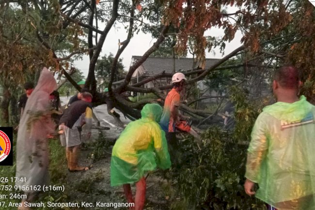Penanganan Pohon Tumbang Dampak Angin Kencang di Kecamatan Karanganom