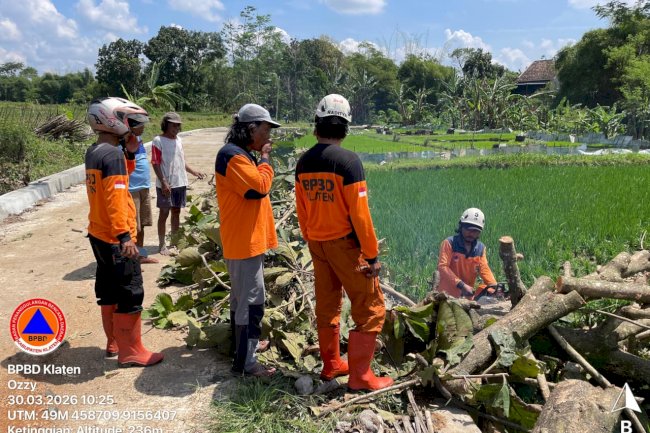 Eksekusi Pohon Tumbang Dampak Angin Kencang di Kecamatan Karanganom dan Jatinom
