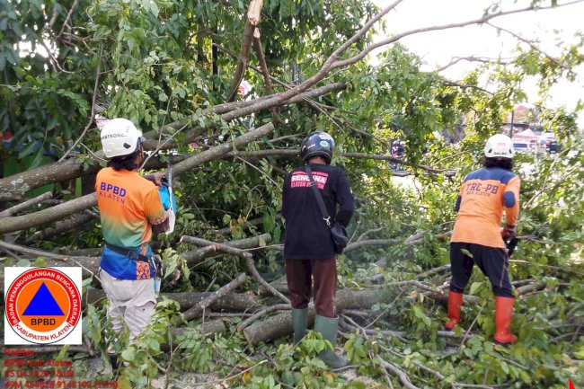 Eksekusi Pohon Tumbang Menutup Akses Jalan di Depan Merapi Resto Klaten 