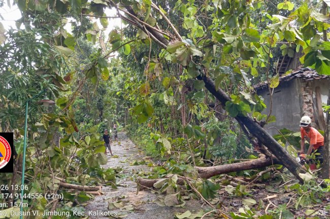 Respon Cepat : Penanganan Pohon Tumbang Dampak Angin Kencang di Desa Jimbung, Kalikotes