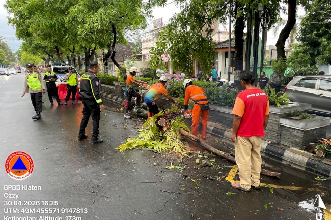 Penanganan Pohon Tumbang Menimpa Mobil di Jalan Pemuda, Klaten Tengah
