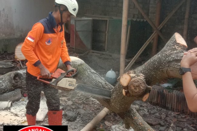 Penanganan Pohon Tumbang Menimpa Kandang Unggas di Kelurahan Gergunung, Kecamatan Klaten Utara