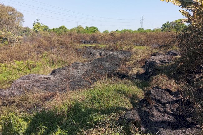 Kebakaran Lahan seluas 2 Ha di Desa Sukorejo, Kecamatan Wonosari Akibat Pembakaran Sampah Yang Tidak Terkontrol