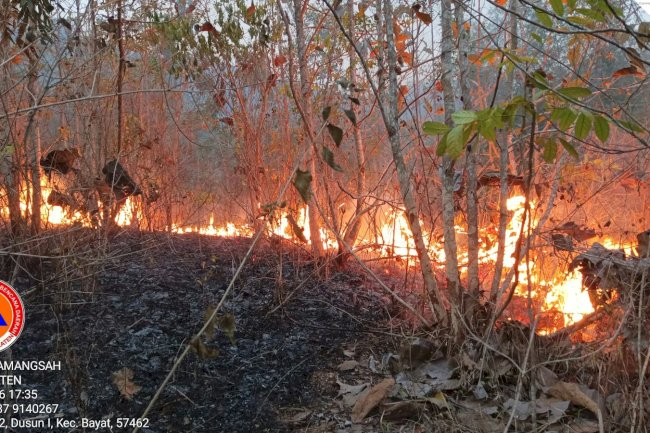 Kebakaran Hutan di Area Bukit Pertapan, Bayat. Luas Terbakar 13,8 Hektare