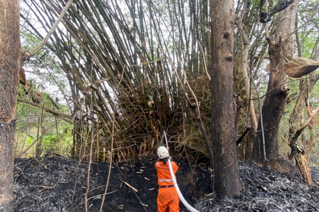 Kebakaran Lahan dan Rumpun Bambu dengan Luas 56.000 M² di Desa Krikilan, Kecamatan Bayat