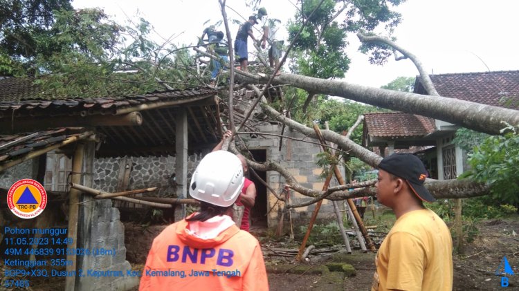 Hujan dengan Intensitas Lebat disertai angin Kencang sebabkan Pohon Tumbang Menimpa Rumah Warga di desa Keputran kecamatan Kemalang