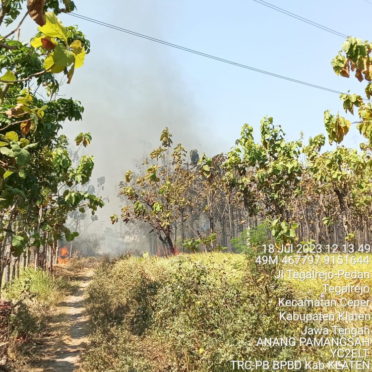 4 Lahan Kebakaran, Himbauan BPBD Kabupaten Klaten Saat Musim Kemarau