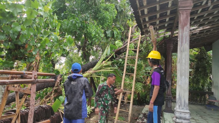 Penanganan Pohon Tumbang Dampak Hujan Deras Disertai Angin Kencang 