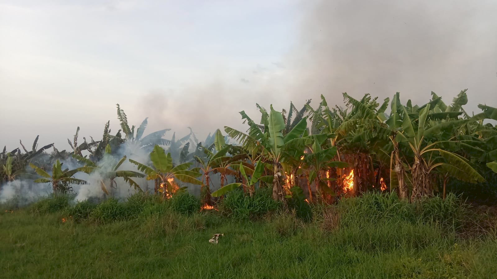 Kebakaran Lahan Pohon Pisang di Desa Gunting Kecamatan Wonosari, Akibat Puntung Rokok