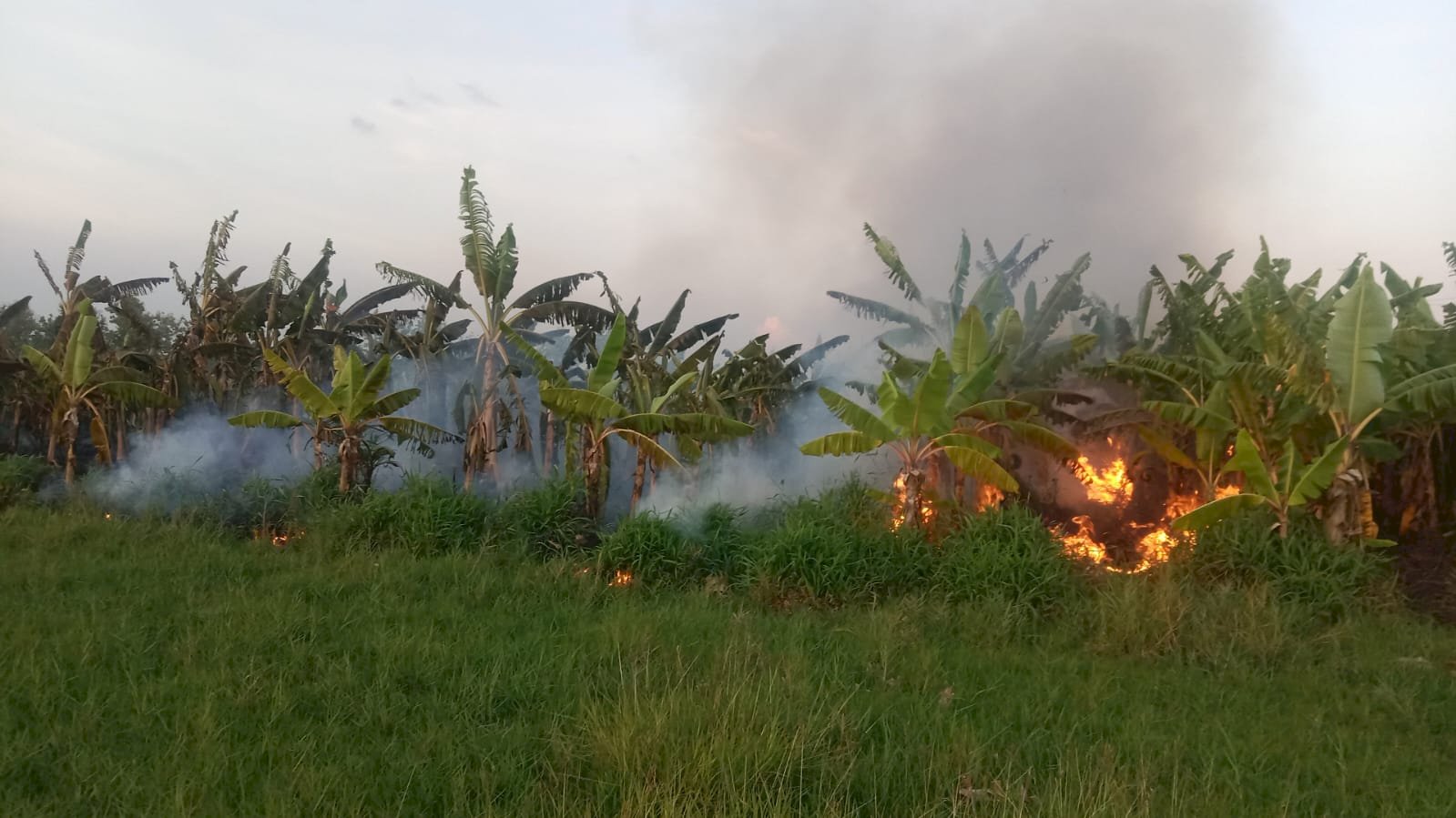 Kebakaran Lahan Pohon Pisang di Desa Gunting Kecamatan Wonosari, Akibat Puntung Rokok