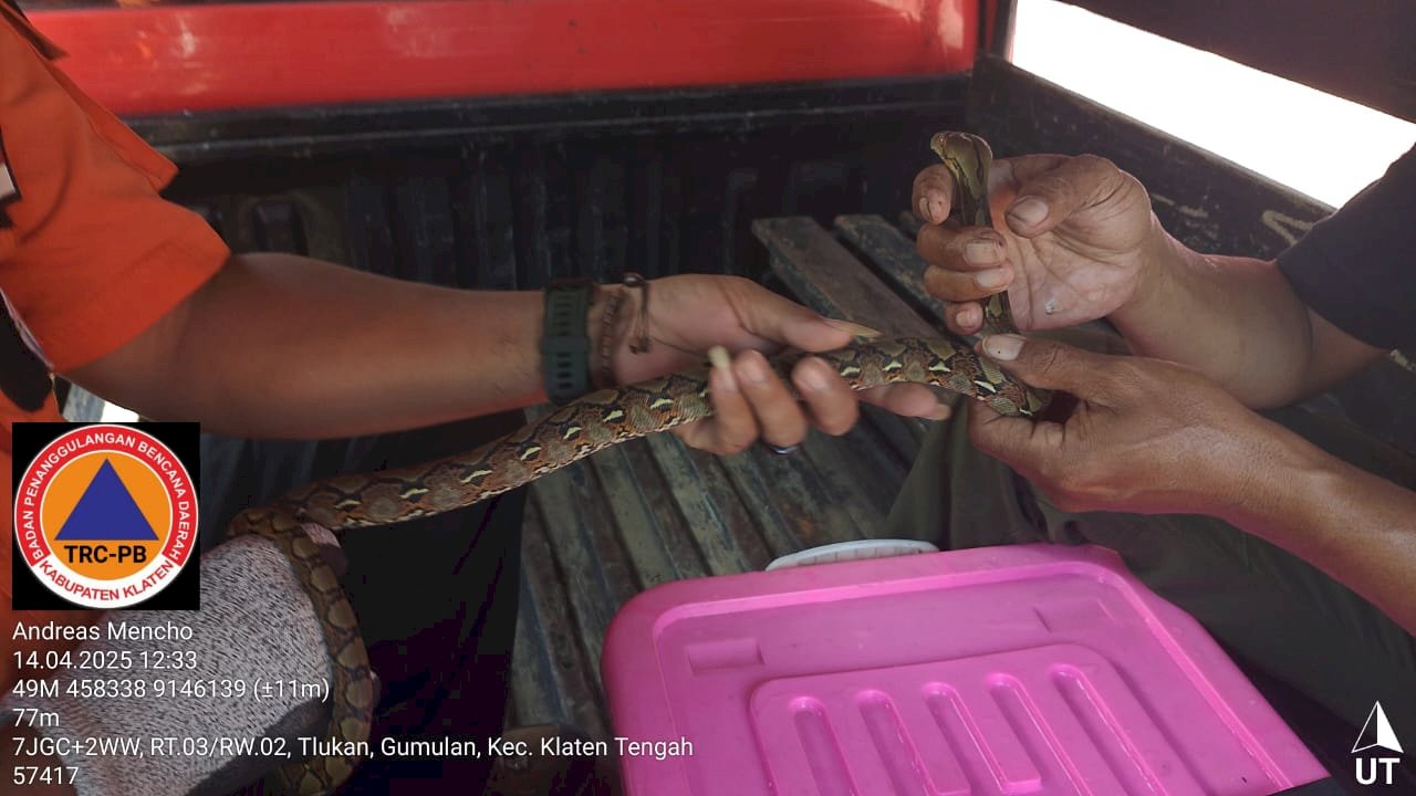 Evakuasi Ular Masuk Rumah Warga di Klaten Tengah