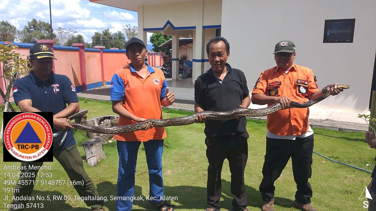 Evakuasi Ular Masuk Rumah Warga di Klaten Tengah