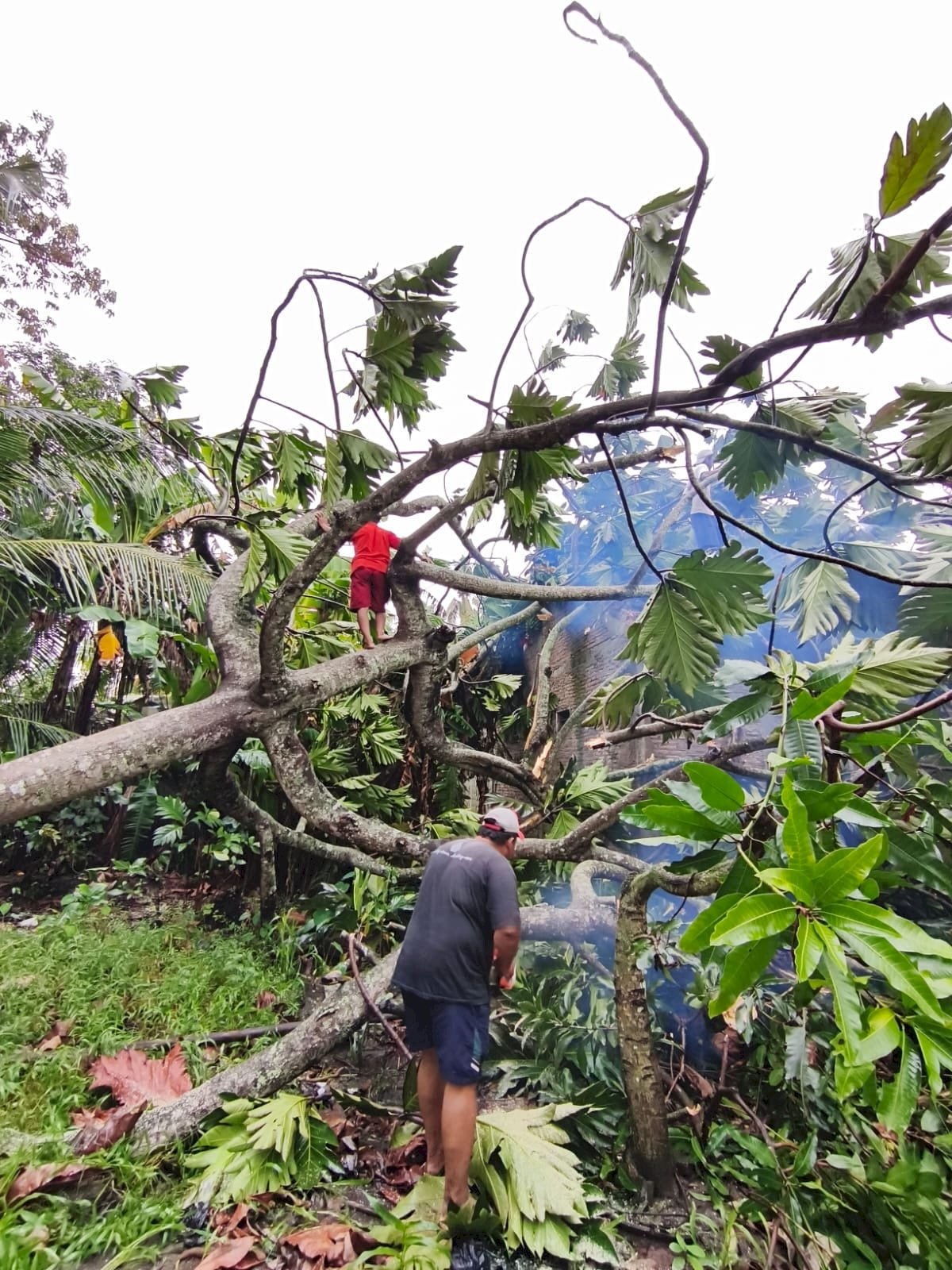 Pohon Tumbang Menimpa Rumah Warga di desa Sukorejo, Kecamatan Wedi