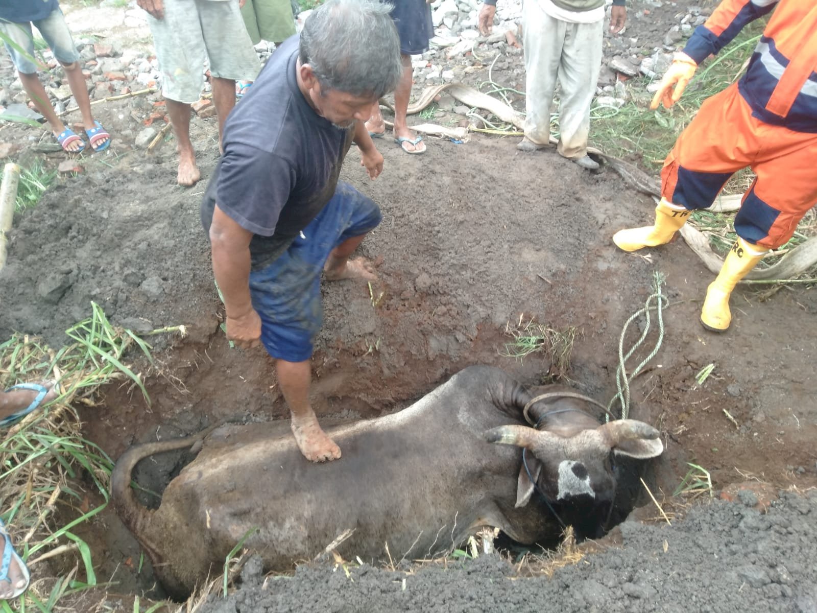 Evakuasi Seekor Sapi Mati di Kecamatan Cawas