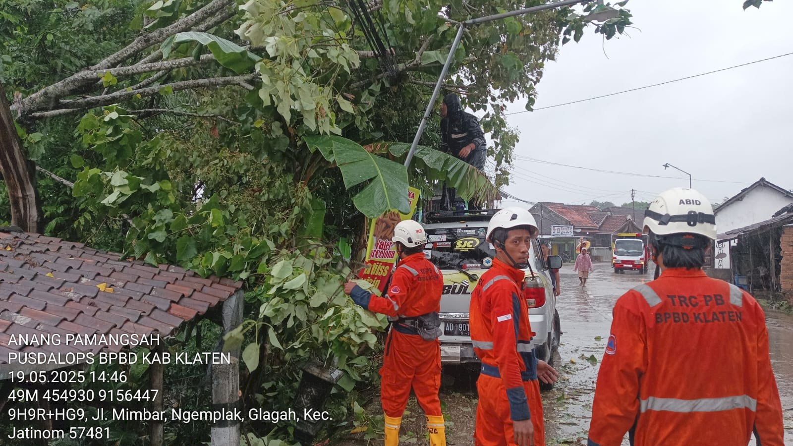 Hujan Deras disertai Angin Kencang, Pohon Tumbang Menutup Akses Jalan di desa Glagah, Jatinom