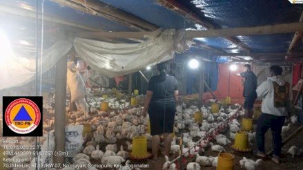 Kebakaran Kandang Ayam Desa Somopuro, Kecamatan Jogonalan