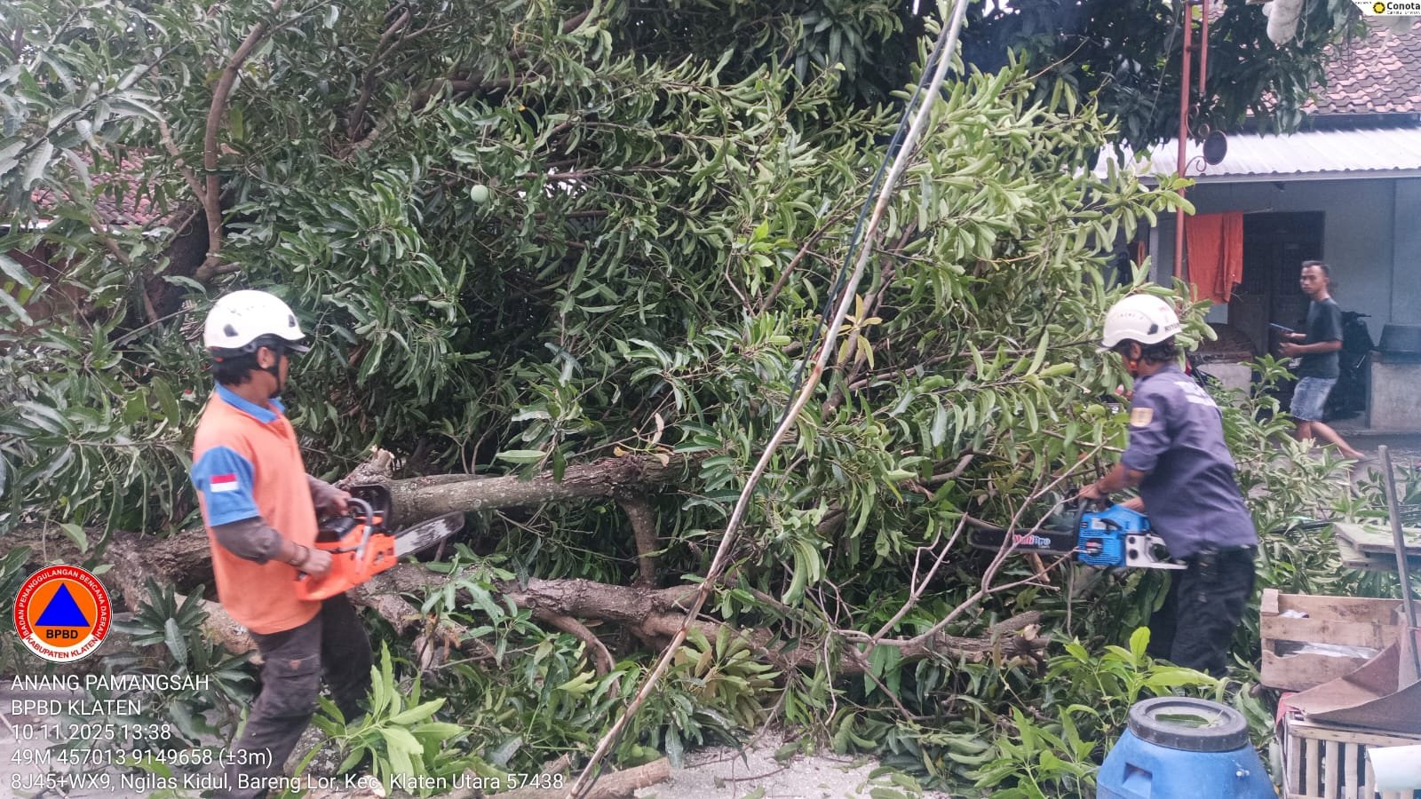 Cepat Tanggap : Penanganan Pohon Tumbang Menutup Akses Jalan di Kelurahan Barenglor, Klaten 
