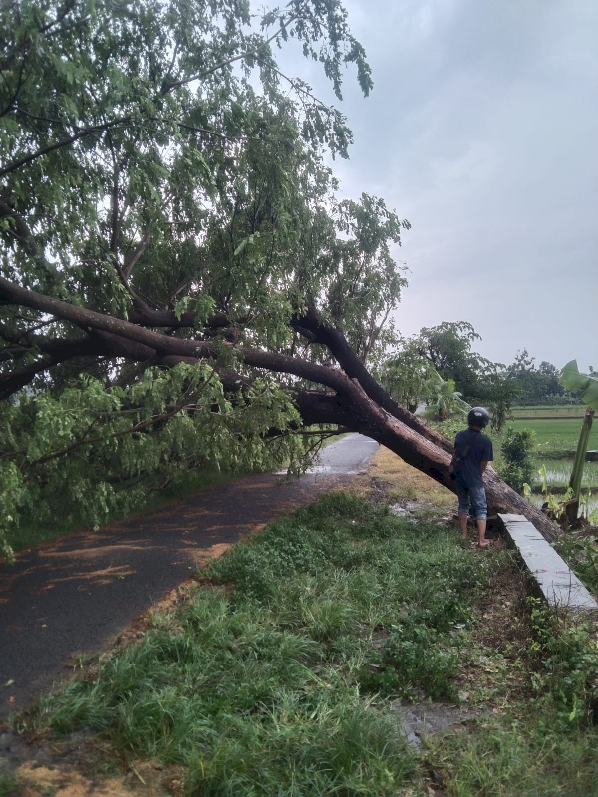Evakuasi Pohon Tumbang Menutup Akses Jalan di Desa Jetis, Kecamatan Klaten Selatan, Akibat Hujan Deras Disertai Angin Kencang