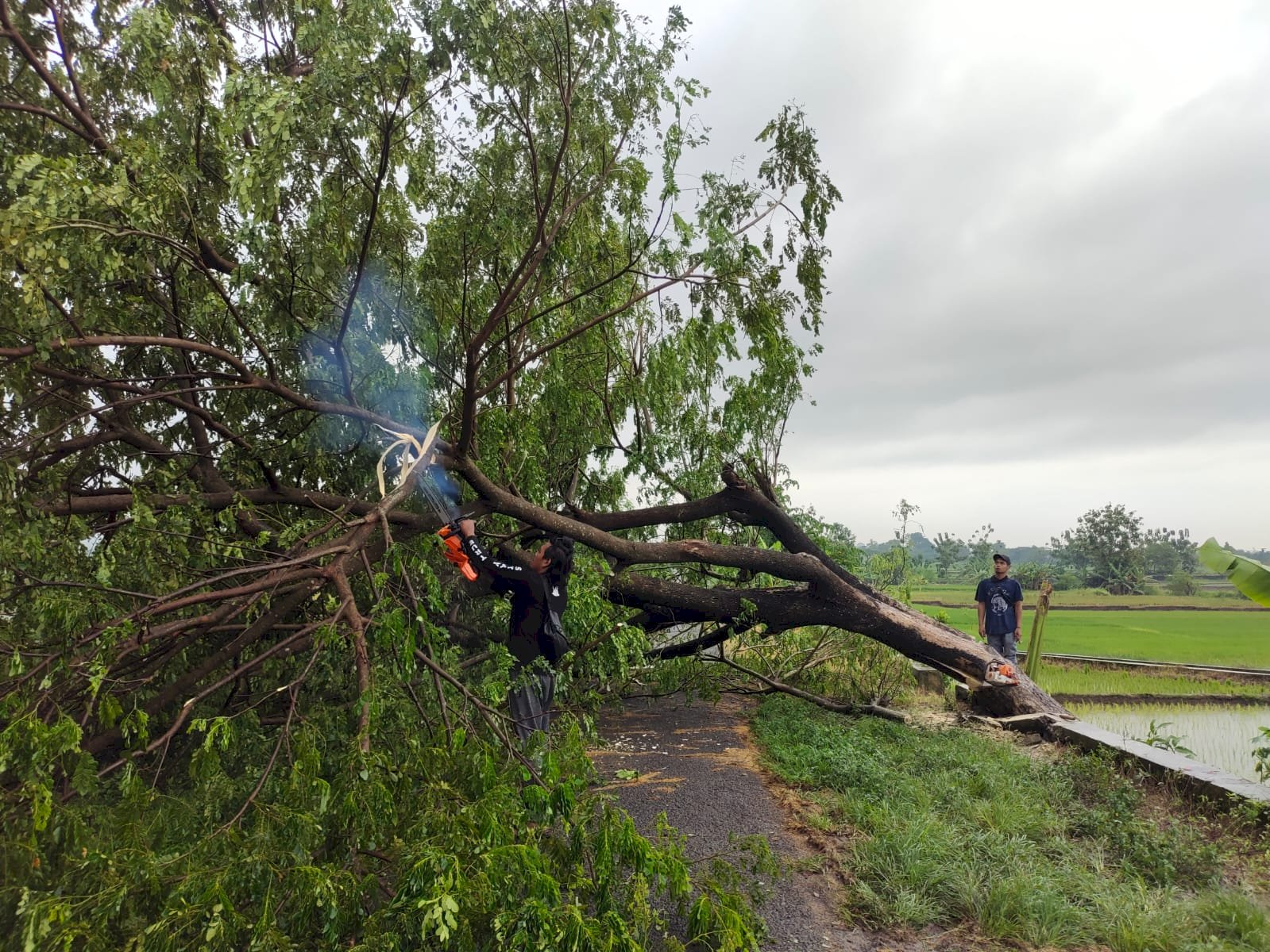 Evakuasi Pohon Tumbang Menutup Akses Jalan di Desa Jetis, Kecamatan Klaten Selatan, Akibat Hujan Deras Disertai Angin Kencang