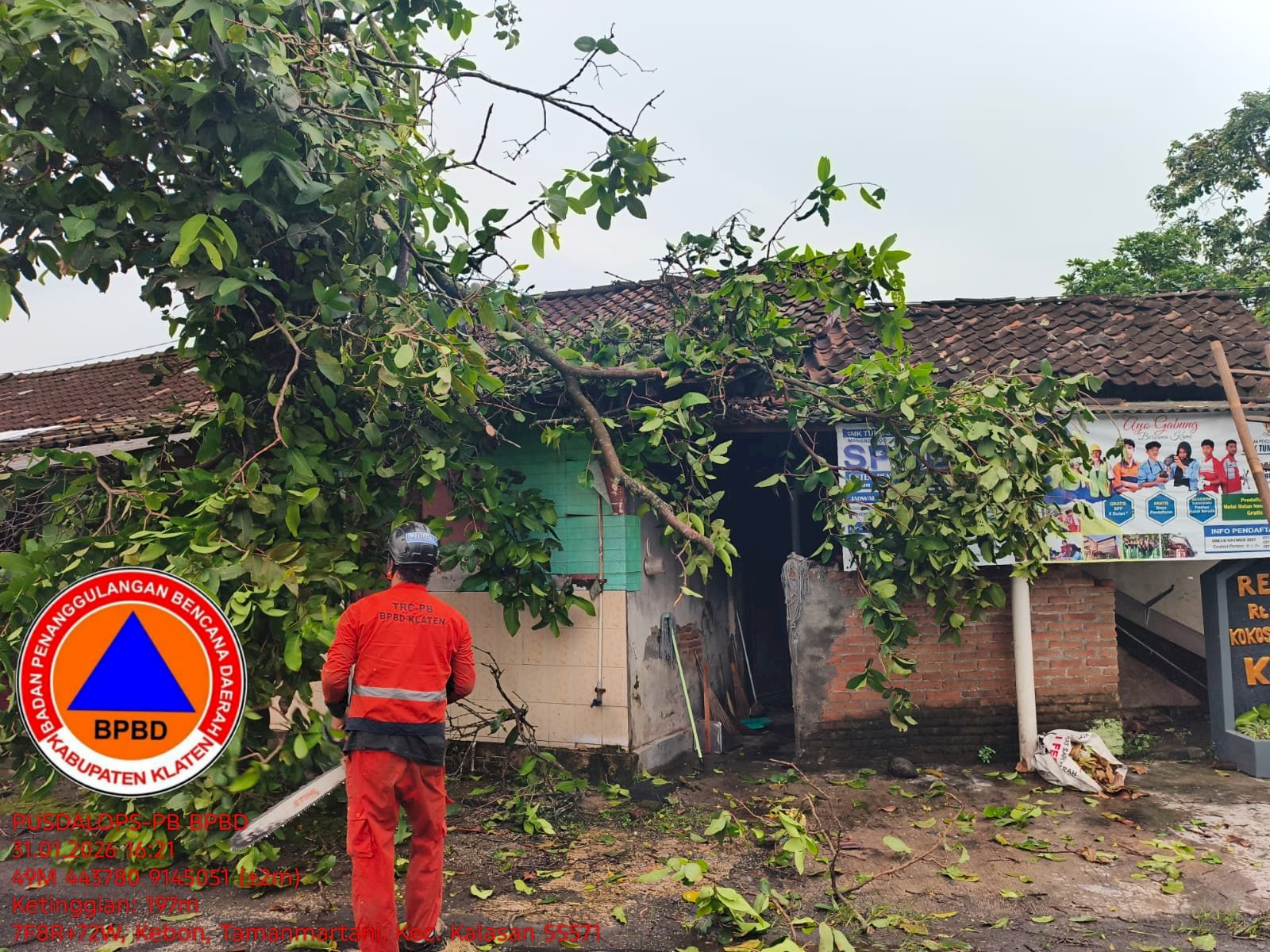 Penanganan Pohon Tumbang Menimpa Rumah di Desa Kokosan, Kecamatan Prambanan