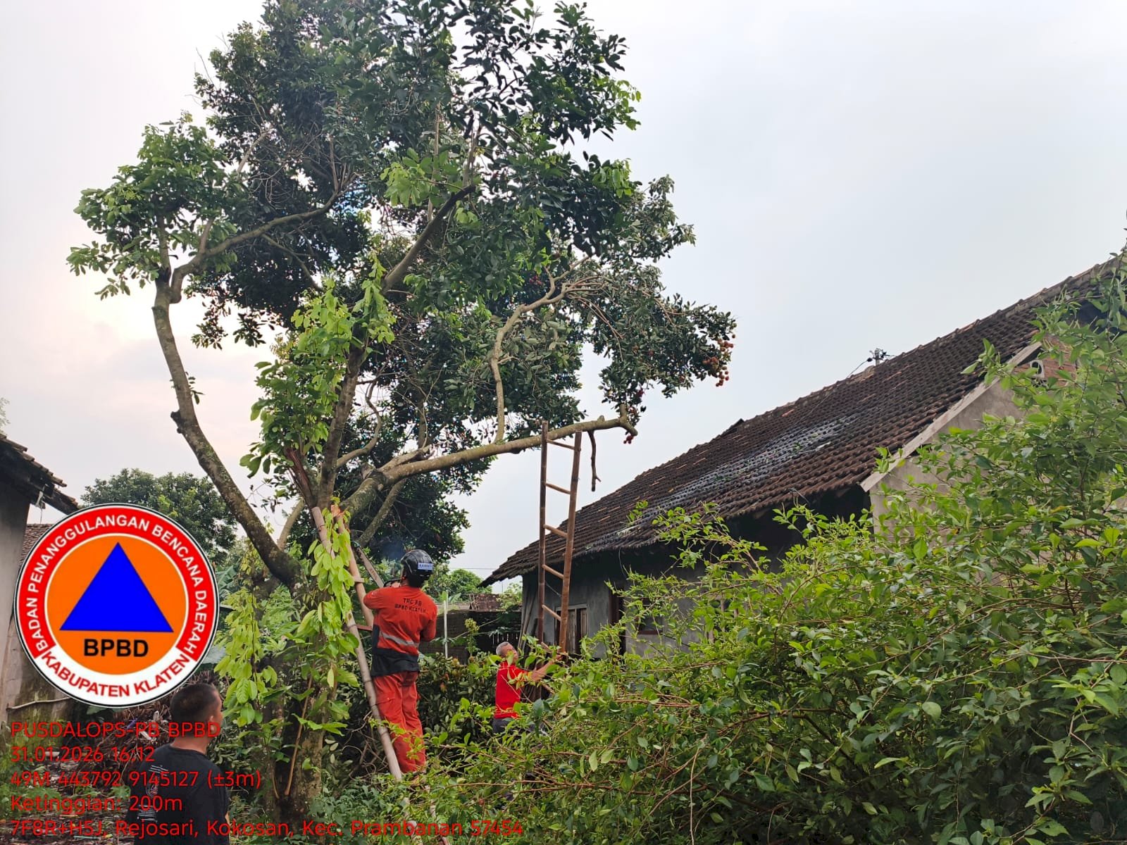 Penanganan Pohon Tumbang Menimpa Rumah di Desa Kokosan, Kecamatan Prambanan