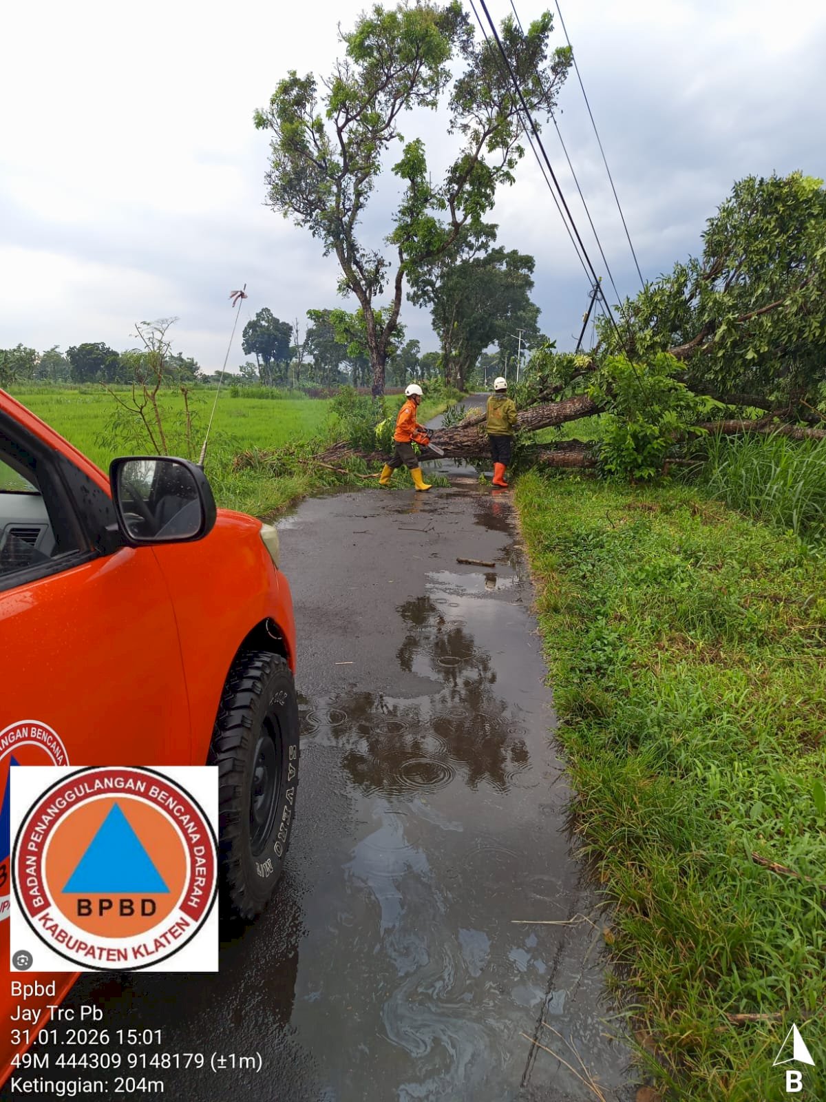 Evakuasi Pohon Tumbang Menimpa Sawah dan Menutup Akses Jalan di Desa Losari, Kecamatan Manisrenggo